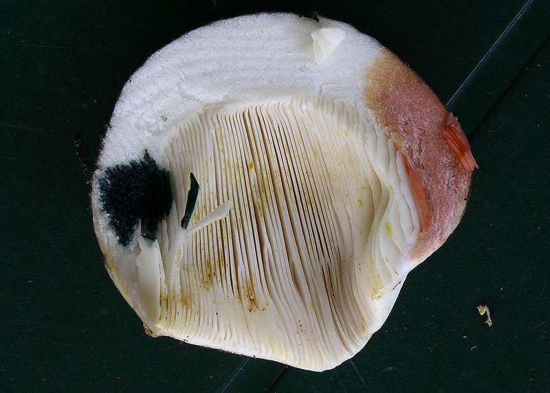 Russula da determinare.
